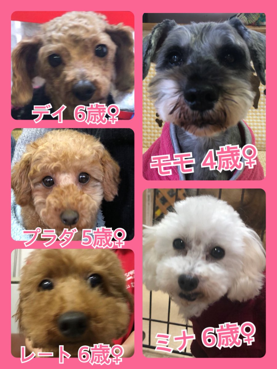 🐾今日の里親様募集中ワンコ🐶メンバー🐾2020,1,31